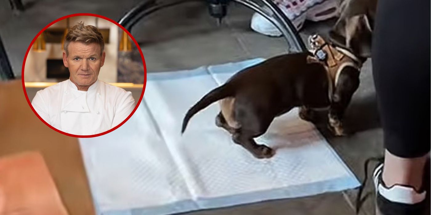 WOMAN SHARES DOG INCIDENT WHILE DINING AT GORDON RAMSAY’S LONDON